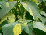 دم گربه ای,Fijian fire plant, Fire Dragon Plant, Beefsteak Plant, Hu-ling, Redleaf, Joseph's coat, H